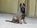 Белгийска овчарка, снимка 5