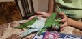 Ръчно хранени папагалчета , снимка 1 - Папагали - 41995288