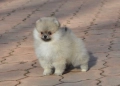 Мини Померани , снимка 5