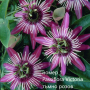 Пасифлора - Passiflora Налични 4 цвята, снимка 1 - Разсади - 37497476