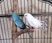 Двойка пойни папагали, снимка 1
