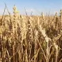 Земя 45 декара село Спасово, общ.Ген.Тошево, снимка 1