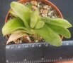 Гастералое (Gasteraloe cv. Pale Brother), вкоренено сукулентно растение, снимка 1 - Стайни растения - 41478525