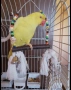 Женски папагал Александър, снимка 1