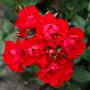 🌹РОЗА 🌹 Black Forest Rose® 🌹, снимка 1