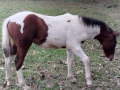 коне, снимка 5
