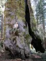 Нови качествени 15 семена от гигантска секвоя мамутово дърво sequoiadendron giganteum за декорация, снимка 7