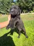  Кучета Кане Корсо, снимка 4