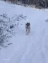 Чехословашки вълчак1, снимка 10