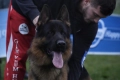 Немско овчарско куче, снимка 2