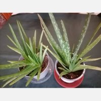 Алое/ Aloe barbadensis/, снимка 2 - Стайни растения - 41353908