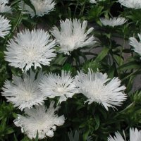 Stokesia leavis White(Стокезия бяла), снимка 3 - Градински цветя и растения - 39813668