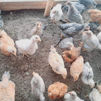 Пилета на 1 месец, снимка 1 - Кокошки и пуйки - 44750319