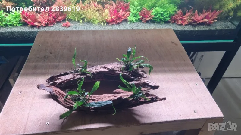 Мангрови корени декорирани с микрозоруми , снимка 1