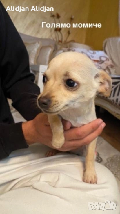 Продават се Чихуахуа и Пинчери, снимка 1