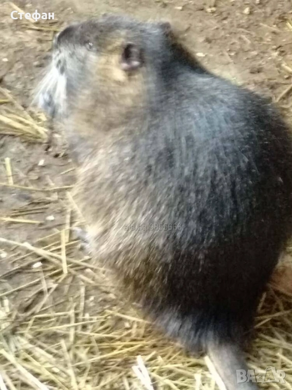 Продавам нутрия, снимка 1