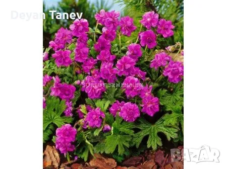 Разсад Здравец, цена 1 лв броя., снимка 1