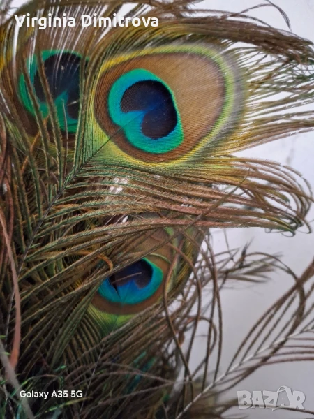 Паунови пера , снимка 1