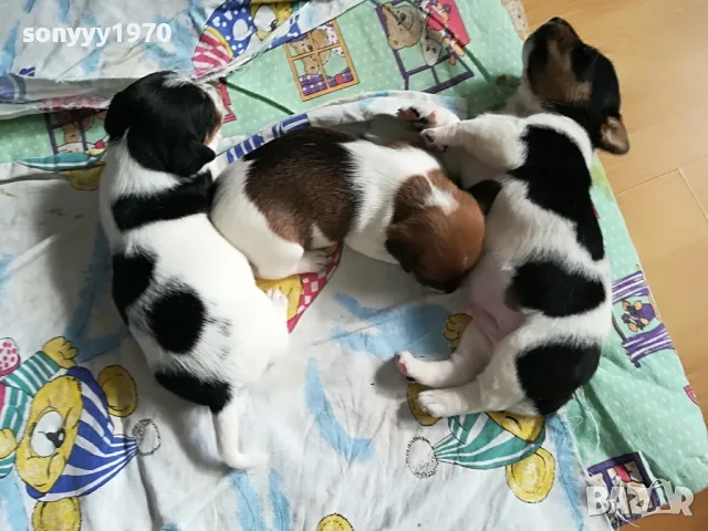 джак ръсел бебета 1802251749, снимка 1