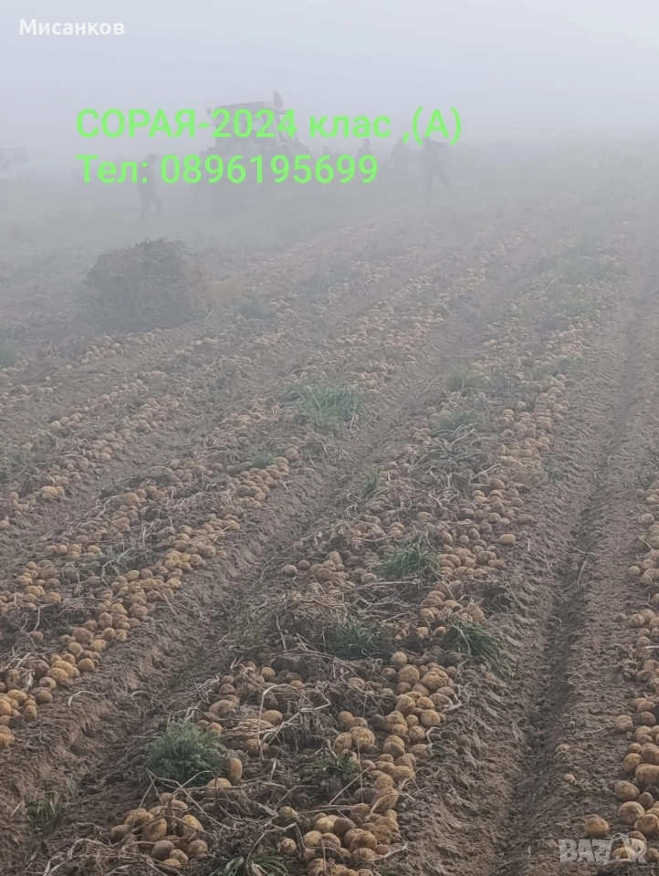 Семена картофи., снимка 1