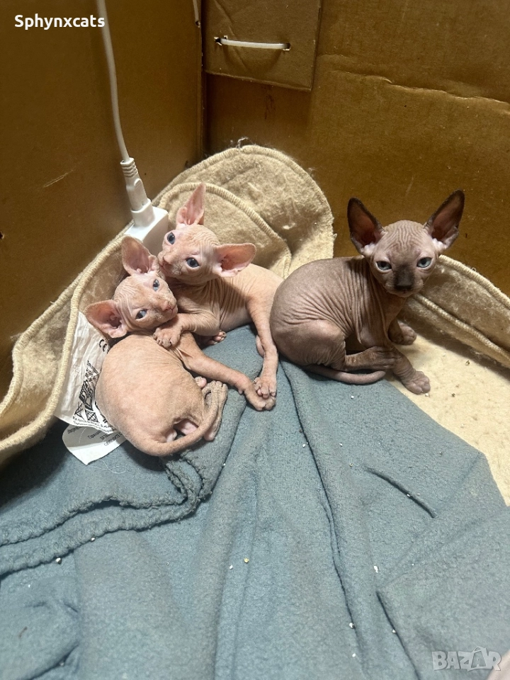 Котенца момичета и момчета канадски сфинкс, снимка 1
