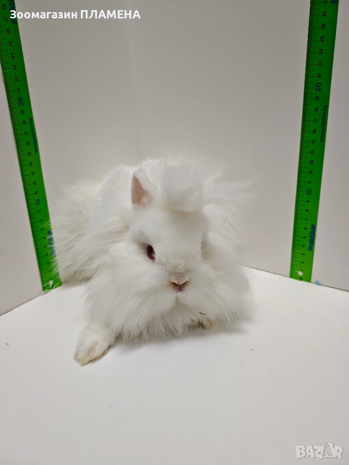 Мини зайчета джуджета , снимка 1