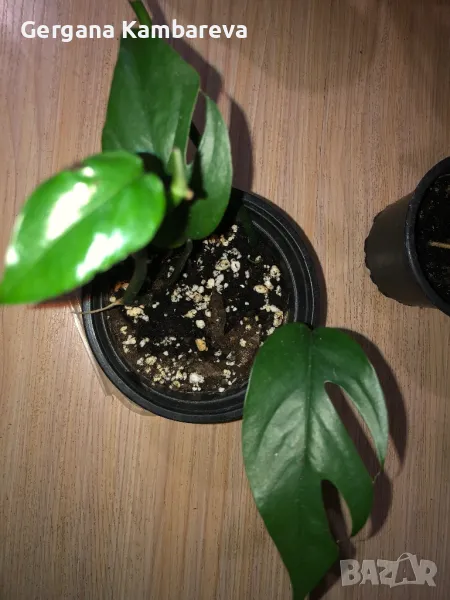 Epipremnum pinnatum Baltic Blue , снимка 1