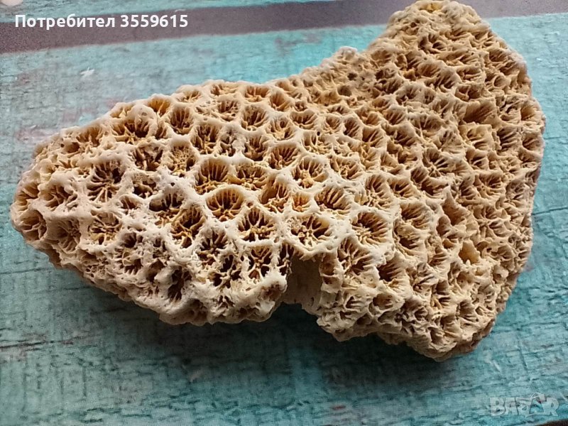 красив екзотичен корал от Шри Ланка, снимка 1