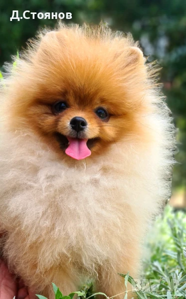 Мини Померани с родословие, снимка 1