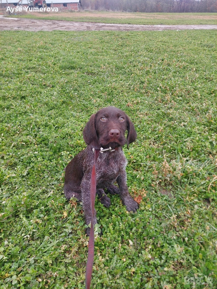 къцухар мъжки, снимка 1