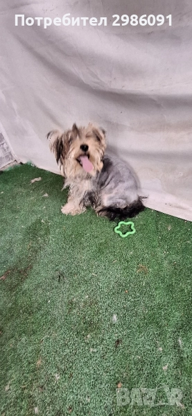 йоркширски териер , снимка 1
