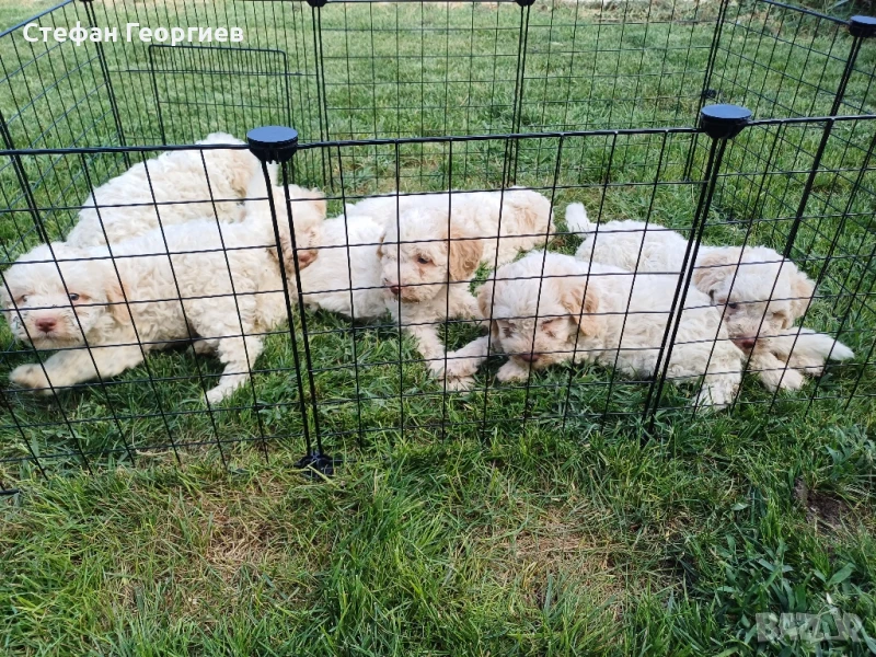 лагото , снимка 1