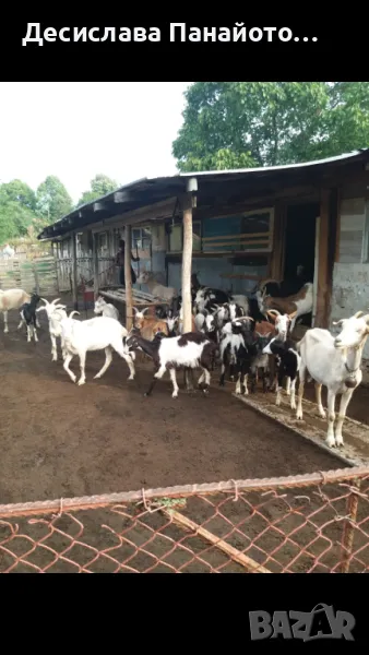 Продавам млади кози , снимка 1
