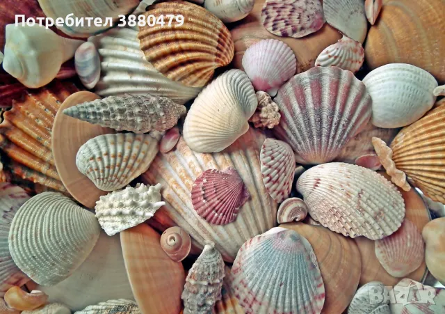 разнообразни морски миди и раковини
