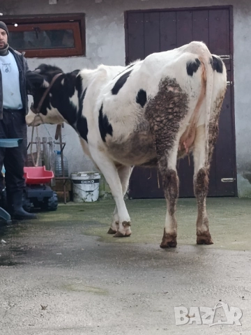 Продавам бременни юници , снимка 18 - Крави - 52893451