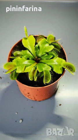 Уникален подарък за 8 март – хищни растения, които впечатляват!, снимка 12 - Градински цветя и растения - 53629961