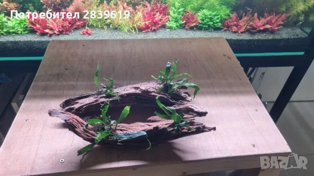 Мангрови корени декорирани с микрозоруми 