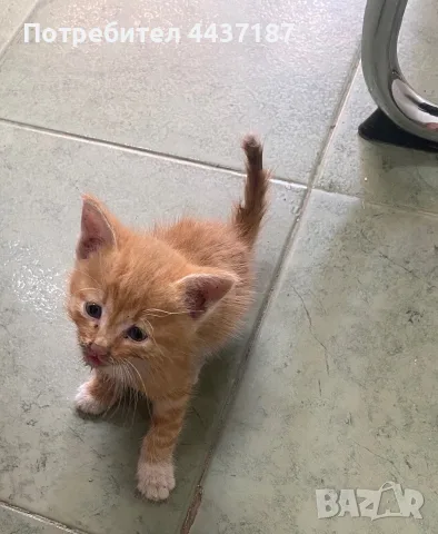 Подарявам малки котета, снимка 4 - Други - 54470153