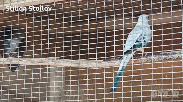 Двоика сини пойни опалини