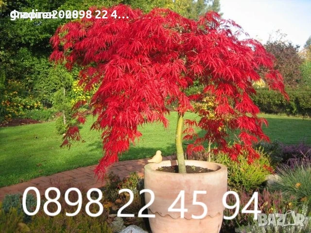 Японски клен - АЦЕР Налични 5 вида Студоустойчиви