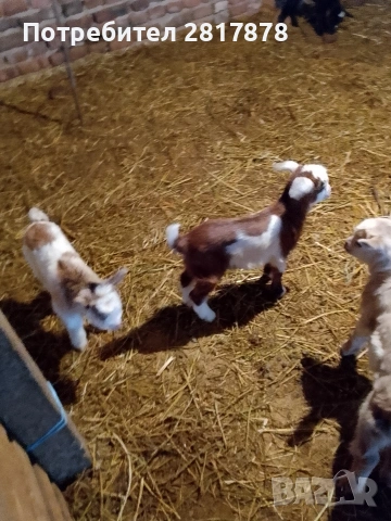 малки ярета 