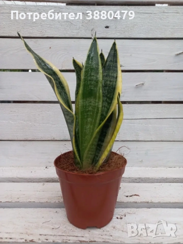 САНСЕВИЕРА