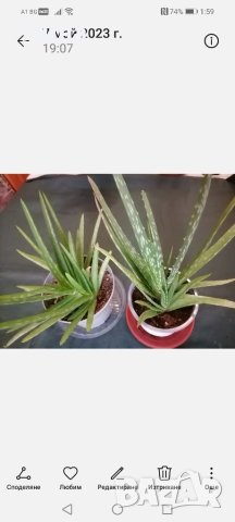 Алое/ Aloe barbadensis/, снимка 2 - Стайни растения - 41353908