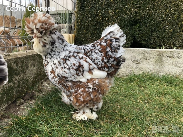 Sergiev Farm - предлага различни породи кокошки 