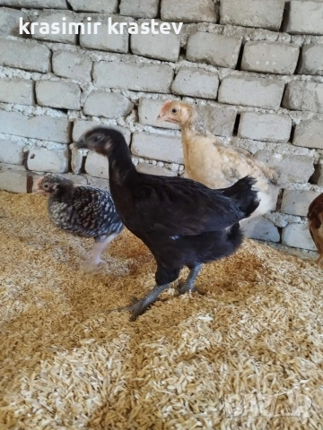 Пиленца, пилета, снимка 3 - Кокошки и пуйки - 53345076