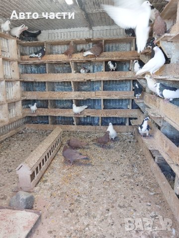 Гълаби на летене пазарджишки , снимка 2 - Гълъби - 42538041