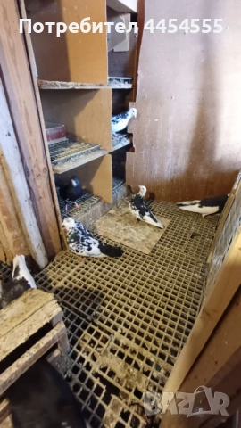 Гълъби 30 броя, снимка 3 - Гълъби - 52369901