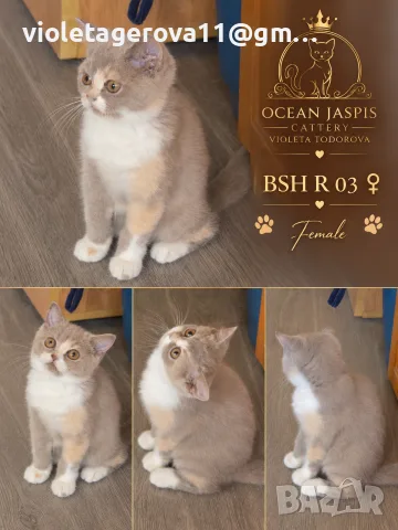 Британски котки , снимка 7 - Чинчили - 56216056