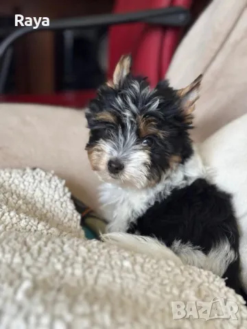 Бивър йорки 