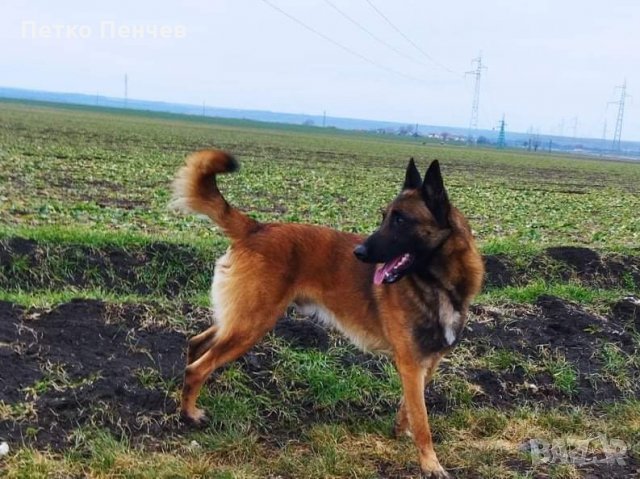 Белгийска овчарка малиноа за разплод, снимка 7 - Белгийска овчарка - 32965344